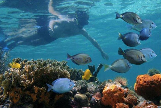 Mnemba Snorkeling