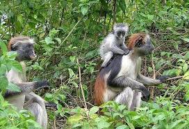 Mangrove Boardwalk