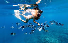 Coral Reefs Snorkeling